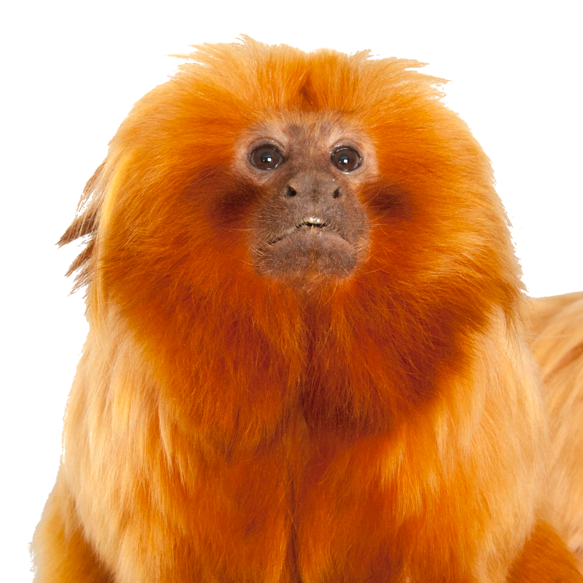 golden-lion-tamarin_thumb