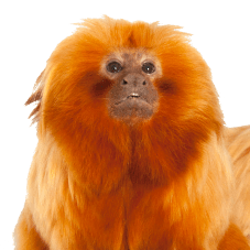golden-lion-tamarin_thumb